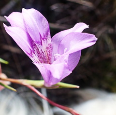 Gladiolus carinatus