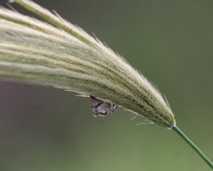 Petrophila jaliscalis