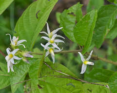 Solanum volubile