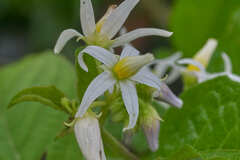 Solanum volubile