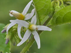 Solanum volubile