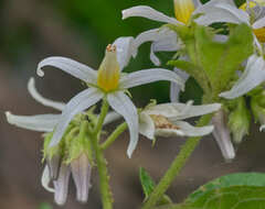 Solanum volubile