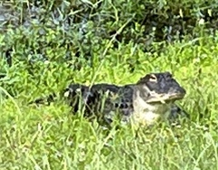 Alligator mississippiensis