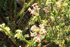 Struthiola argentea