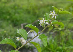 Solanum volubile