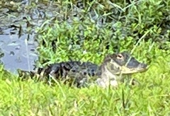 Alligator mississippiensis