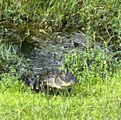 Alligator mississippiensis
