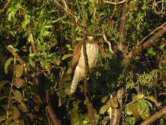 Rupornis magnirostris