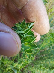 Cliffortia