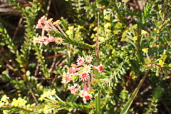 Struthiola argentea