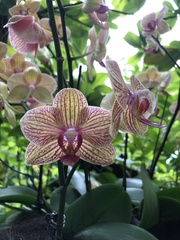Phalaenopsis