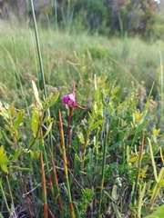 Disperis capensis capensis
