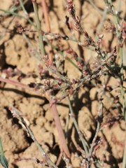Polygonum aviculare