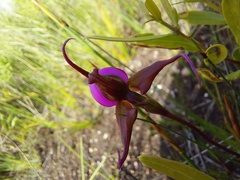Disperis capensis capensis