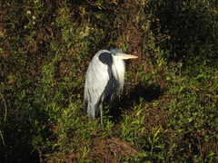Ardea cocoi
