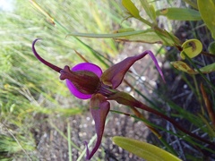 Disperis capensis capensis