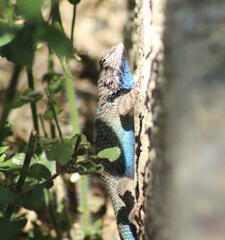 Sceloporus clarkii