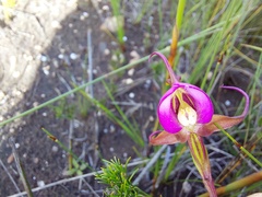 Disperis capensis capensis