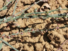 Polygonum aviculare
