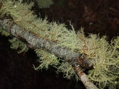 Usnea strigosa