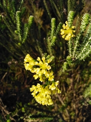 Gnidia squarrosa