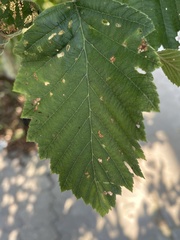 Alnus incana