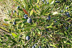 Olea exasperata