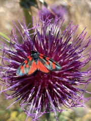 Zygaena