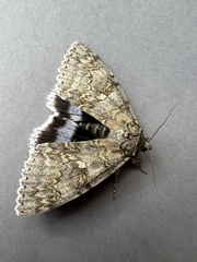 Catocala fraxini