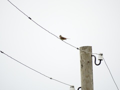 Emberiza citrinella