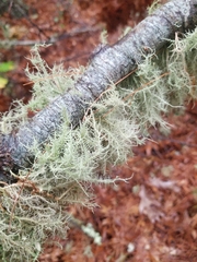 Usnea strigosa