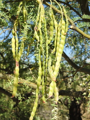 Prosopis laevigata
