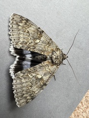 Catocala fraxini
