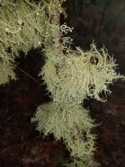 Usnea strigosa