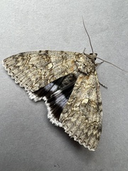 Catocala fraxini