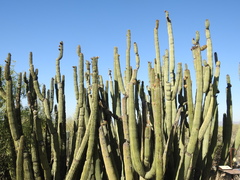 Stenocereus thurberi