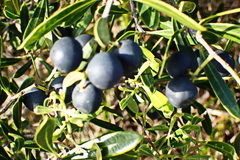 Olea exasperata