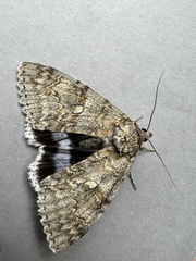 Catocala fraxini