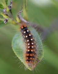 Acronicta auricoma