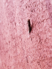 Parapediasia teterrellus