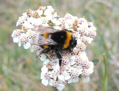 Bombus lucorum