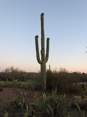 Carnegiea gigantea
