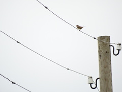 Emberiza citrinella