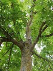 Plantae