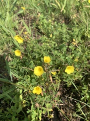 Oxalis pes-caprae