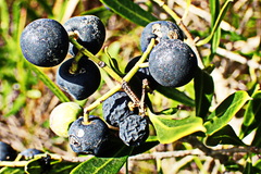 Olea exasperata