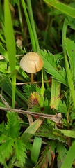 Conocybe tenera