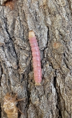 Litoprosopus coachella