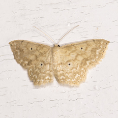 Scopula compensata