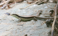 Eutropis longicaudata
